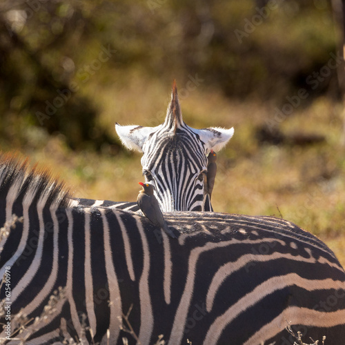 a zebra giving a strong stare