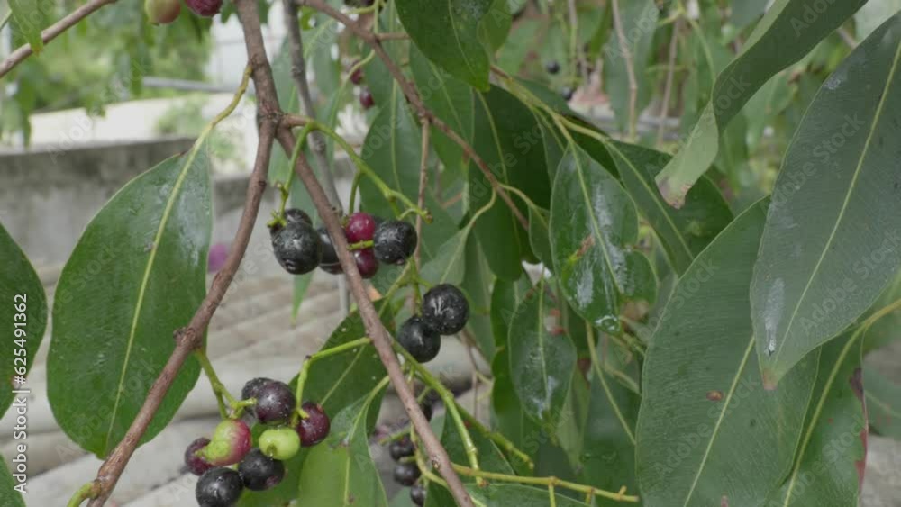 java plum tree branches with fruits and leaves daytime 4k 25p Stock ビデオ