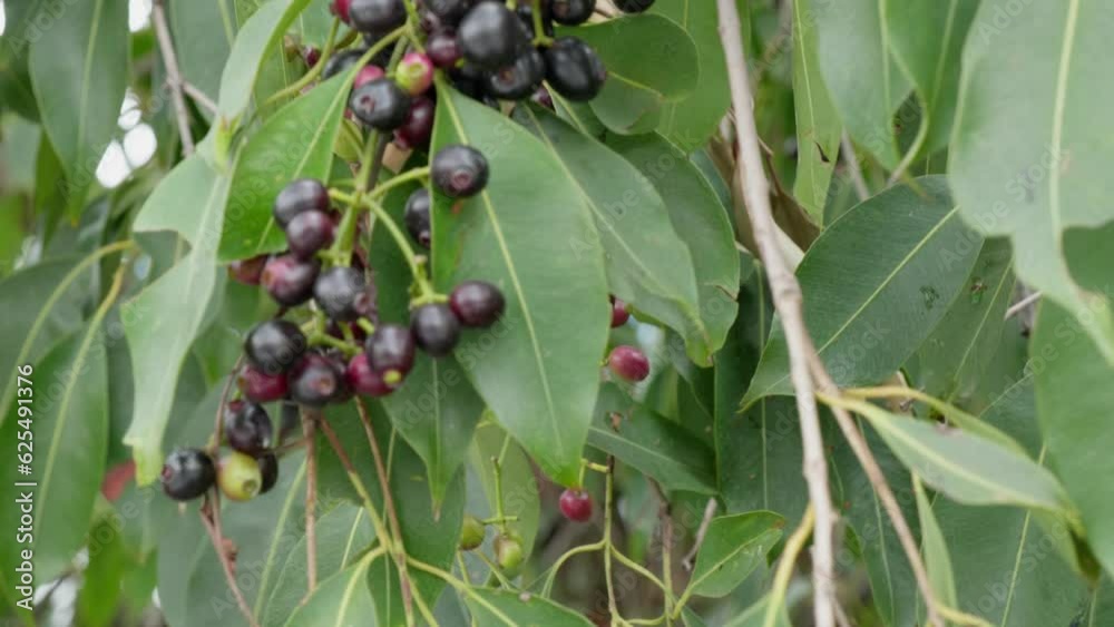 a cluster of java plum fruits and leaves in the tree swaying pull out ...