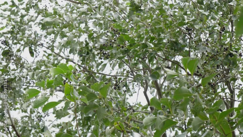 java plum tree branches with fruits and leaves swaying daytime 4k 25p