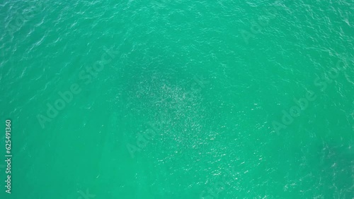 Swirling Mass of Fish in Cabarita Beach, Tweed Shire, Bogangar, Northern Rivers, New South Wales, Australia Aerial Shot photo