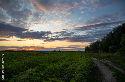 Fototapeta Naklejka Na Ścianę i Meble -  Summer landscape - country road in sunflowers field