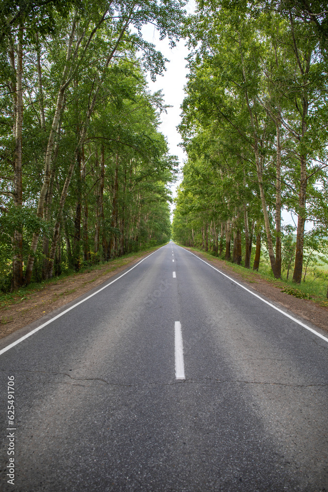 Empty straight asphalt road through a birch thicket