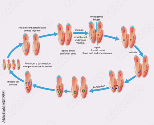 Cell division and reproduction, reproduction in living things, division, reproduction