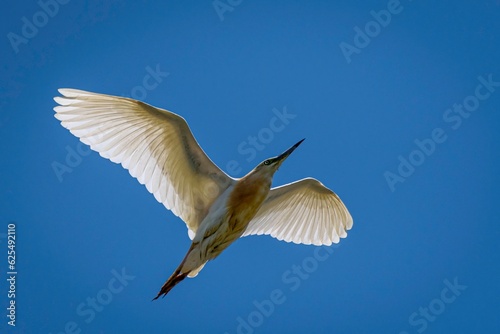 Isolated close up portrait of a single mature great egret bird flying in the wild- Armenia