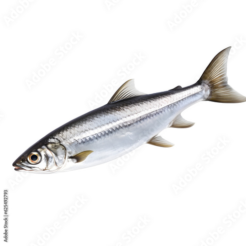 Fresh fish on white background png transparent background