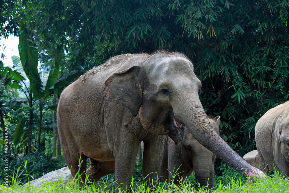 Fototapeta premium an elephant waiting for food