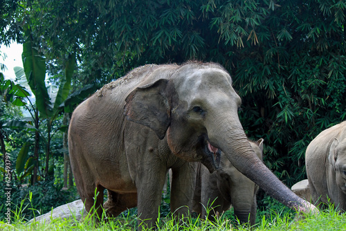 an elephant waiting for food