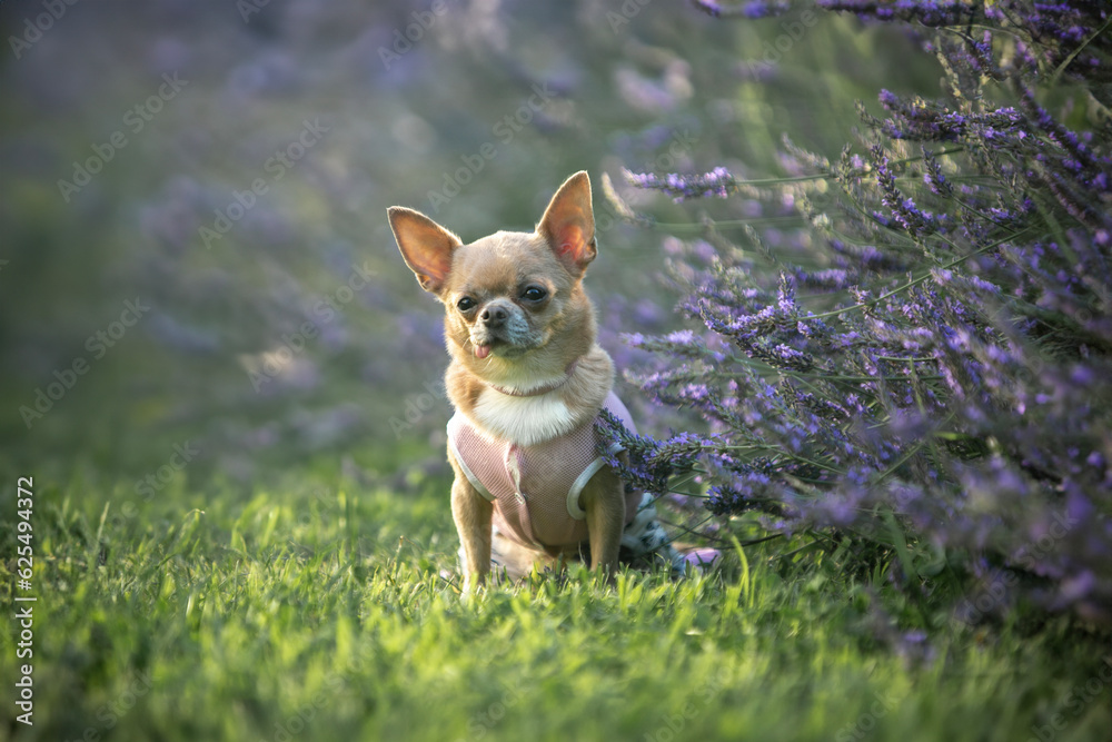 chihuahua dog sitting on the grass