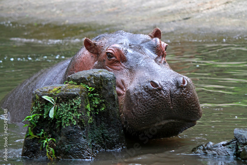 Giant hippopotamus looking for some foos