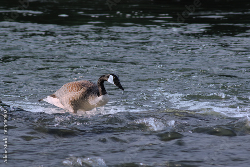Canada goose in the river © Waclaw