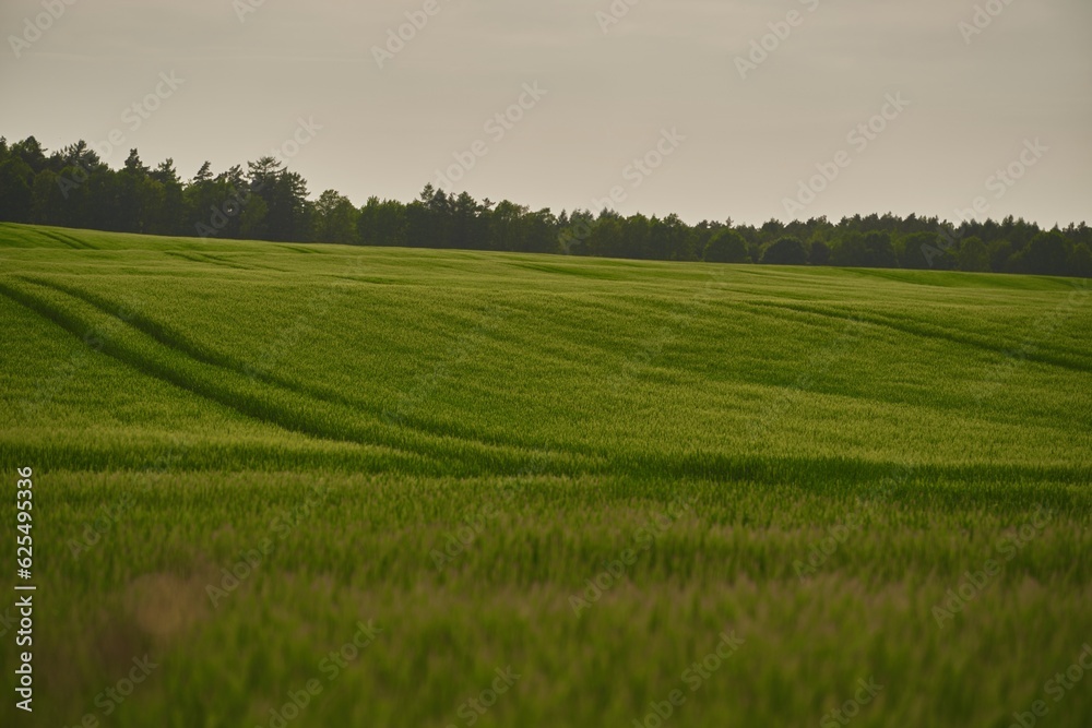 Naklejka premium Embracing the Vibrant Green Landscape of a Rural Grass Field. Landscape with green grass field. Pleasant landscape in the rural area.