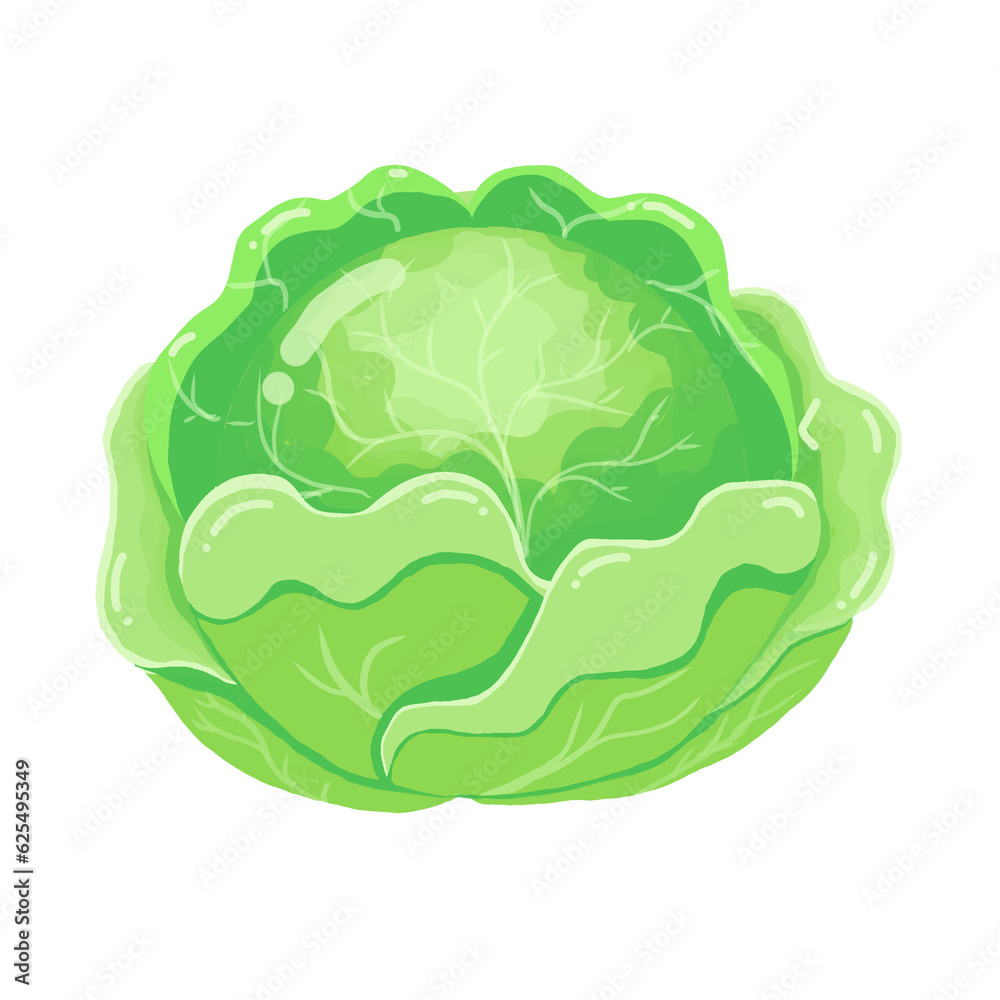 cabbage isolated on white cabbage isolated on white