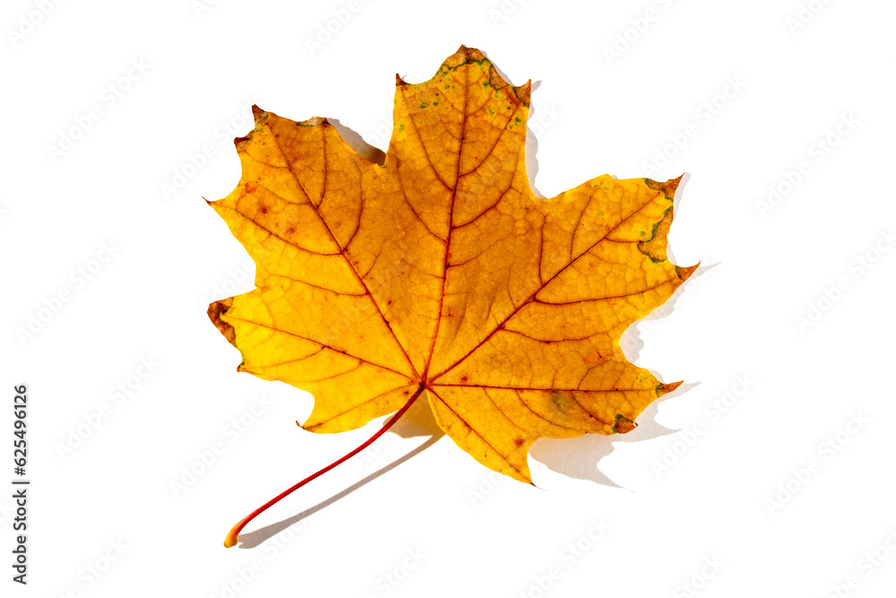 colorful autumn maple leaf with hard light isolated on white background colorful autumn maple leaf with hard light isolated on white background