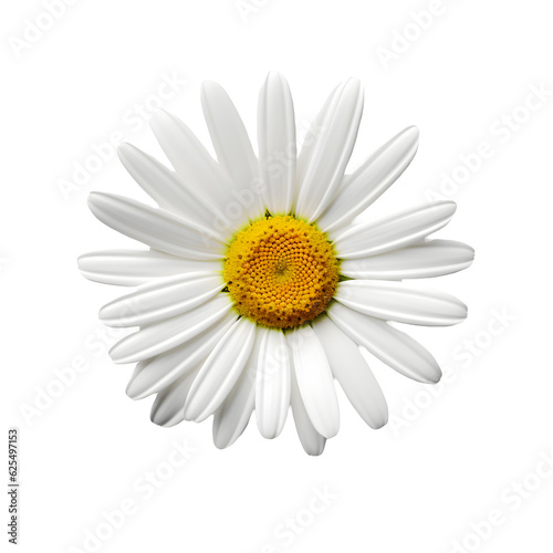 Daisy flower isolated on white png transparent background