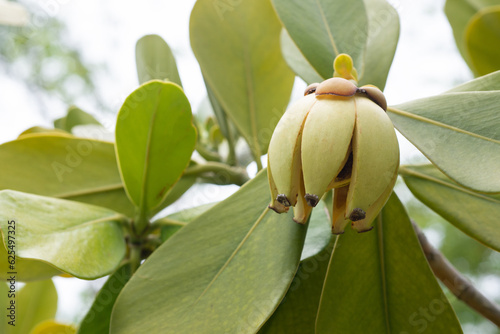 Autograph Tree fruit on nature background. Balsam Apple in Gardening indoors. Nice and modern space of home interior. Cozy home decor, Home garden. Houseplant for home or office decoration photo