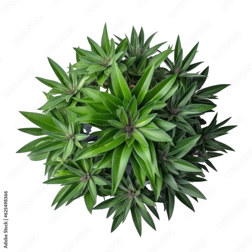 plant isolated on transparent background cutout plant isolated on transparent background cutout