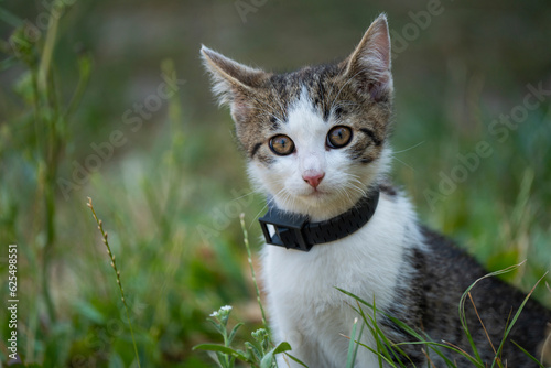 A young cat sits on the grass and looks at the camera. Nice colorful cat.