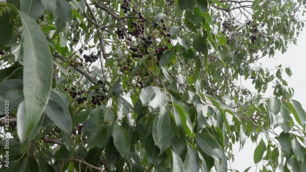 java plum tree branches with fruits and leaves swaying daytime 4k 25p ...