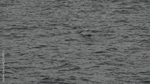 Wallpaper Mural Wandering albatross flying close over ocean, slow motion Torontodigital.ca