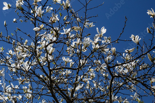 White magnolia flowers on a blue sky background. Cloudless sky