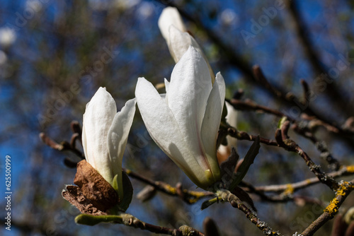 Two unbloomed white magnolia pods on a background of branches photo