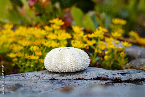 Sea urchin shells and shells.