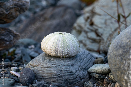 Sea urchin shells and shells