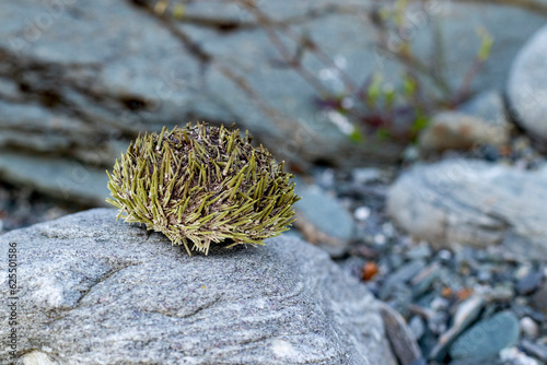 Sea urchin shells and shells