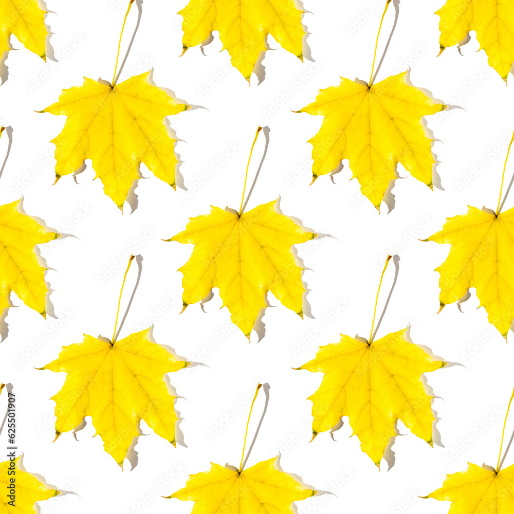 Fototapeta premium Seamless pattern of colorful autumn maple leaves with hard light isolated on white background
