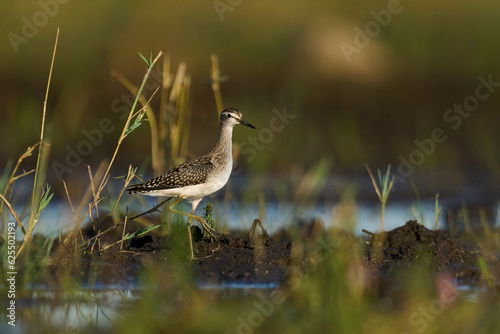 Wood sandpiper (Tringa glareola)