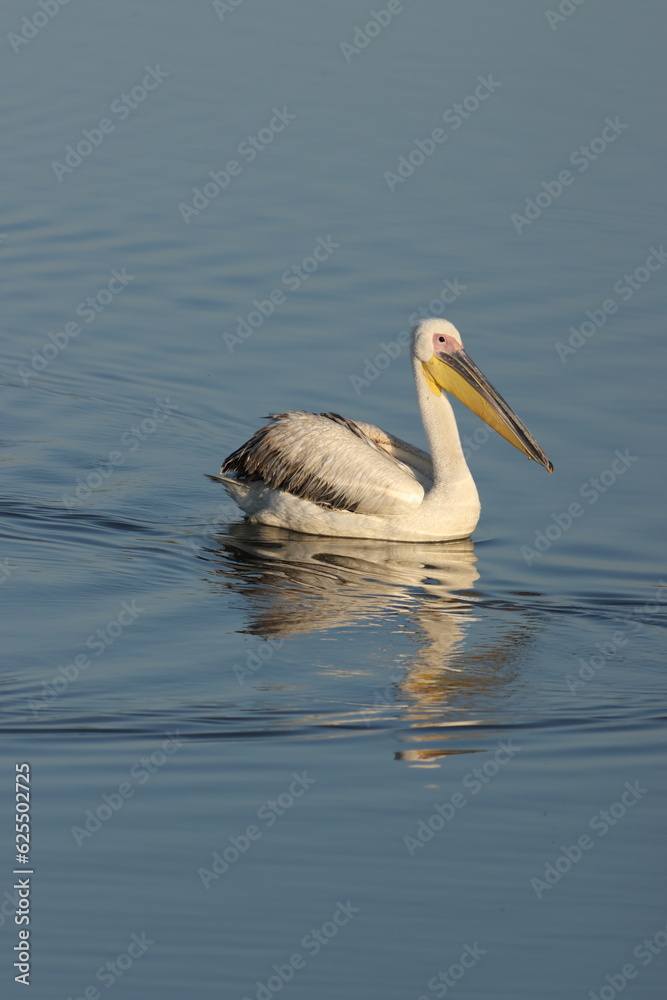 pelican in the water
