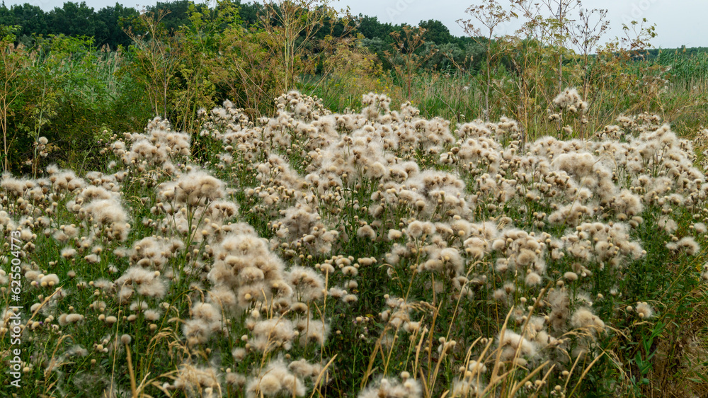 Fototapeta premium Field of dandelions. Wild dandelions