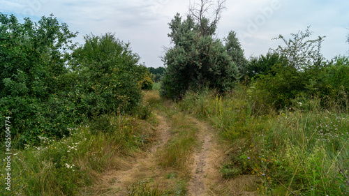 The road in the middle of the forest. Field road. Motorway