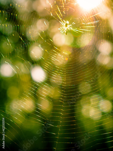 Spider web in the forest against the background of green vegetation and bokeh. Spider web glitters on bokeh background.