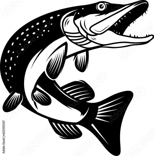 Illustration of pike fish in monochrome style. Pike fish isolated on white background