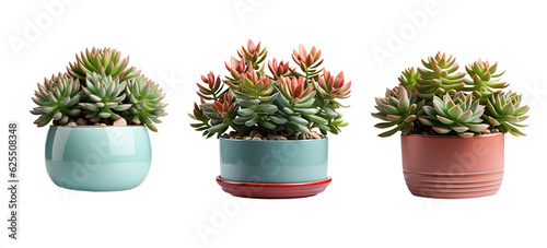 collection of succulents pots isolated on transparent background. Generative Ai