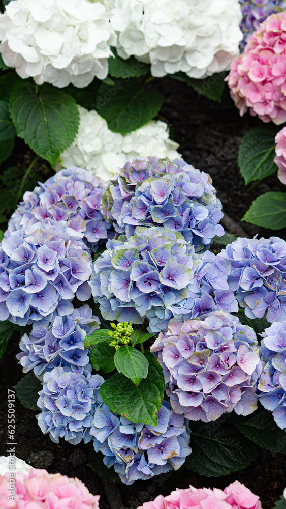 hydrangea flowers