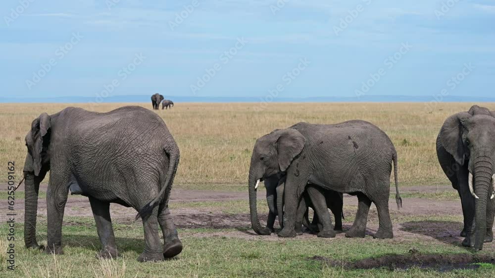 Herd of wild elephants in a natural environment. Large male elephant splashes in a muddy puddle trying to escape from the heat. Kenya, Africa
Herd of wild elephants in a natural environment. Large male elephant splashes in a muddy puddle trying to escape from the heat. Kenya, Africa