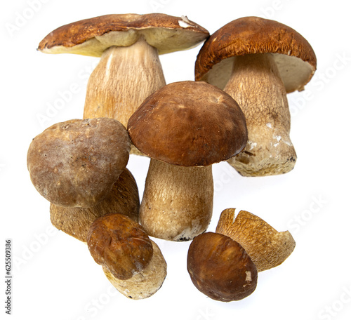 porcini large mushrooms on a white background.