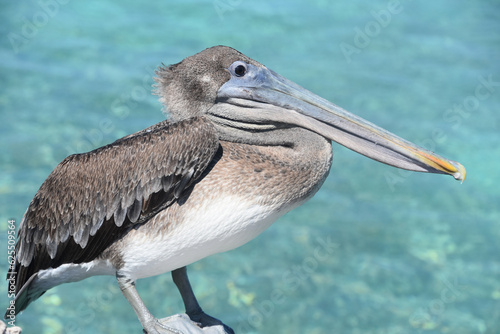 Up Close with a Large Brown Pelican