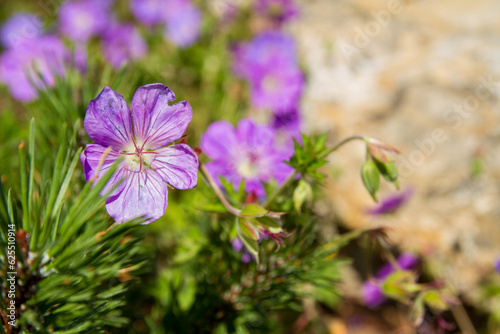 Geranium wallichianum Rozanne, close-up, in garden photo