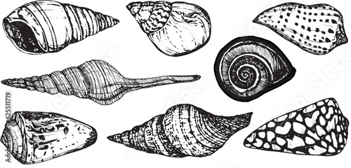 Nautical set of sea shells. Black and white hand-drawn graphics translated into vector. The illustration is intended for design, printing on fabric