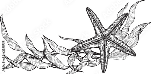 Marine composition, banner of seaweed, starfish. Black and white hand-drawn graphics translated into vector. Illustration designed for packaging, prints, stickers, posters, postcards