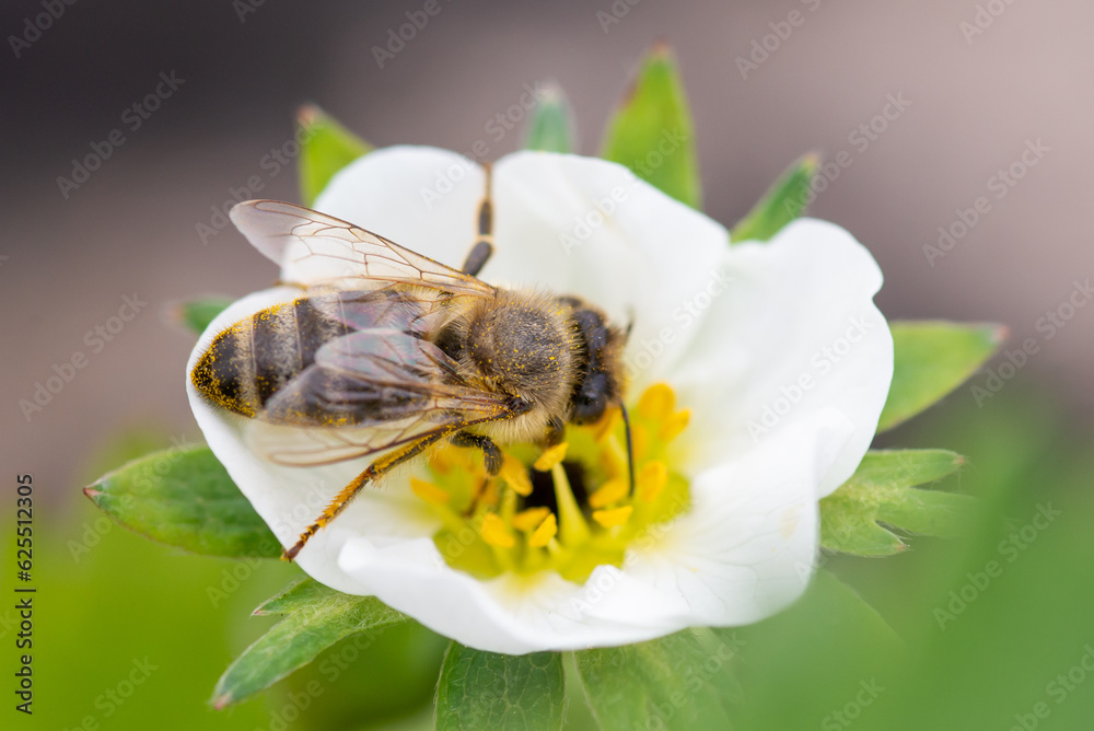 Bee gathering pollen from frozen strawberry flower with black centre. Strawberry plants damaged by late spring frost Bee gathering pollen from frozen strawberry flower with black centre. Strawberry plants damaged by late spring frost