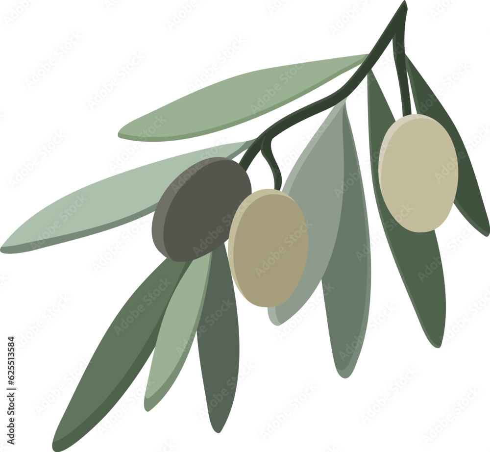 Olive branch with leaves isolated on white background. Vector illustration Olive branch with leaves isolated on white background. Vector illustration