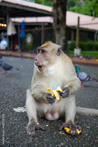 Photography monkey on a street in Thailand where tourists come to give food.