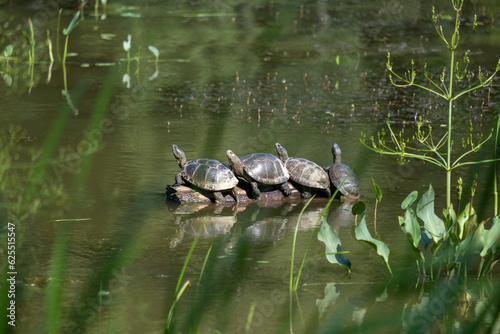 Turtles bask in the sun, climbed a pebble in the middle of the lake near green vegetation