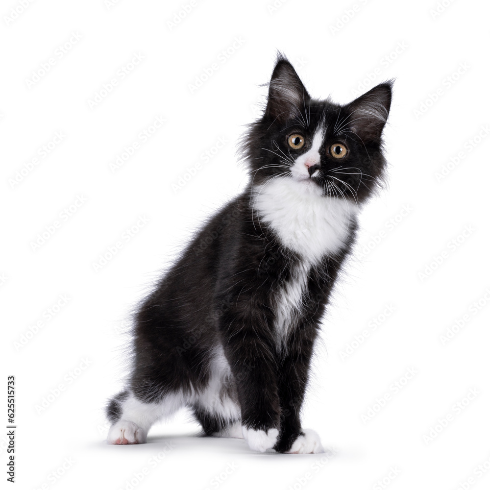 Cute black and white Maine Coon cat kitten, standing facing front with one paw elevated. Looking straight to camera. Isolated on a white background.