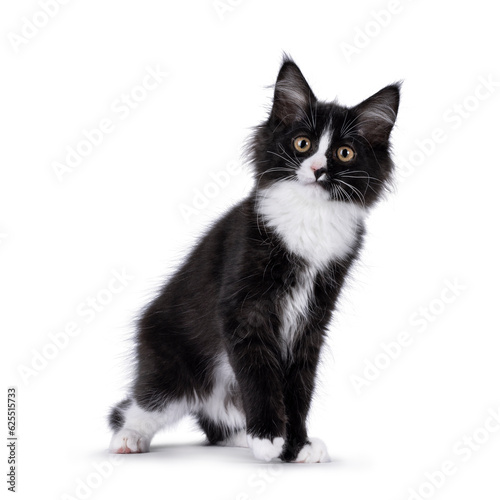 Cute black and white Maine Coon cat kitten, standing facing front with one paw elevated. Looking straight to camera. Isolated on a white background.